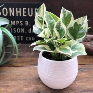 ポトス　エンジョイ ミニサイズ 観葉植物 デスクに