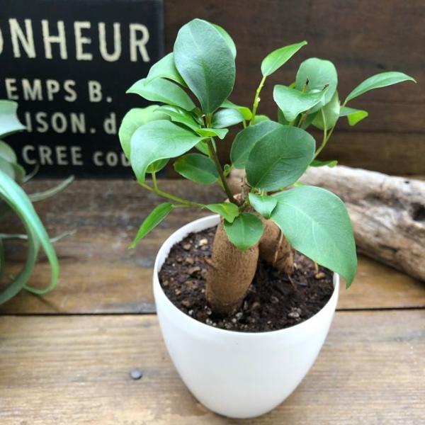 ガジュマル白鉢 3.5号 精霊が宿る 観葉植物