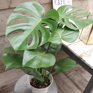 観葉植物：ドラセナ コンパクタ*8号プラポット 大型ヤマト便配送