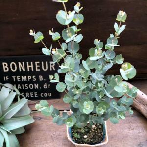 現品お届け】豊明園 万年青 オモト 大八州 陶器鉢（O14）｜観葉10-TU