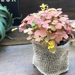 黄昏 たそがれ オキザリス 閉じる葉っぱ 可愛いの詳細画像3