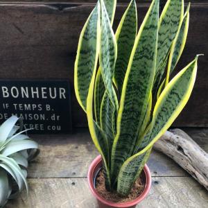 サンスベリア 『 ファーンウッド・ミカド 』 （ サンセベリア