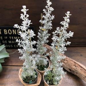 クリスマスツリー 観葉植物 の商品一覧 花 ガーデニング 通販 Yahoo ショッピング