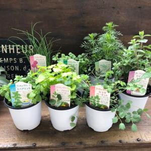 ハーブ苗 香りハーブセット（3苗） : 植物・園芸専門店 花育通販Yahoo