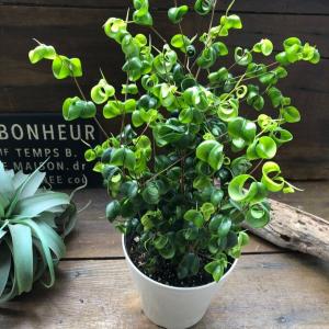 ベンジャミンバロック 大苗 観葉植物 インテリアの詳細画像1