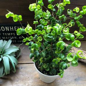 ベンジャミンバロック 大苗 観葉植物 インテリアの詳細画像2