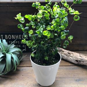 ベンジャミンバロック 大苗 観葉植物 インテリアの詳細画像3