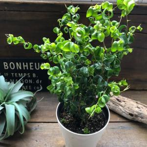 ベンジャミンバロック 大苗 観葉植物 インテリアの詳細画像4