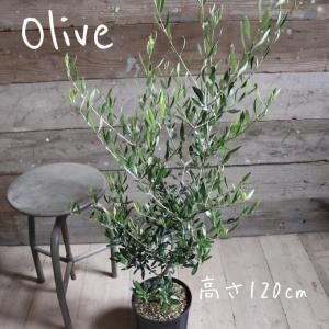 おしゃれ 観葉植物：オリーブの木 ルッカ 8号*現品1番 SOUJU 創樹 そう