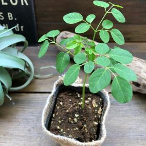 奇跡の木 モリンガ 栄養価抜群 食べられます　観葉植物