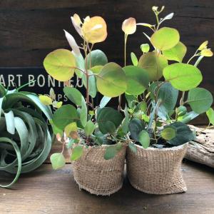 ポポラス２個セット　ユーカリ　ガーデニング　観葉植物