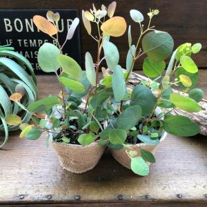 ポポラス2個セット ユーカリ ガーデニング 観葉植物の詳細画像1