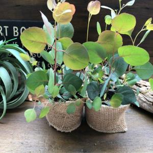 ポポラス2個セット ユーカリ ガーデニング 観葉植物の詳細画像2