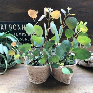ポポラス2個セット ユーカリ ガーデニング 観葉植物の詳細画像3