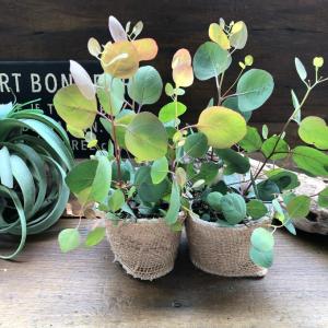 ポポラス2個セット ユーカリ ガーデニング 観葉植物の詳細画像4