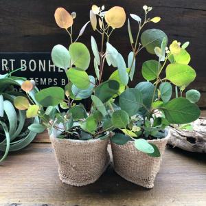 ポポラス2個セット ユーカリ ガーデニング 観葉植物の詳細画像5