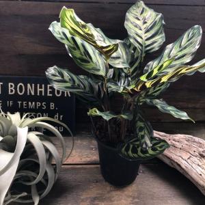 マコヤナ カラテア 自然の模様 希少 観葉植物...の詳細画像1
