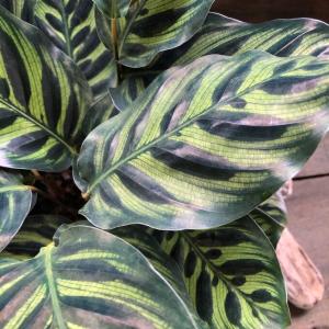 マコヤナ カラテア 自然の模様 希少 観葉植物...の詳細画像2