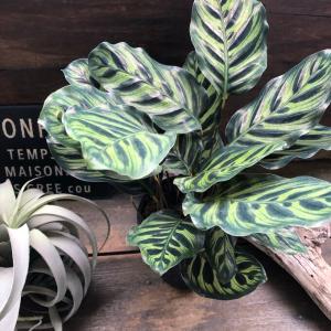 マコヤナ カラテア 自然の模様 希少 観葉植物...の詳細画像3