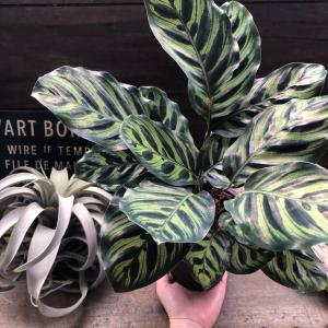 マコヤナ カラテア 自然の模様 希少 観葉植物...の詳細画像4