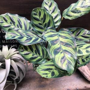 マコヤナ カラテア 自然の模様 希少 観葉植物...の詳細画像5