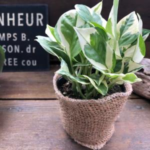 おしゃれ 観葉植物：オオタニワタリ ヘゴ板付 鉢カバー*麻布 2箱でお