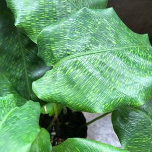 ムサイカ カラテア 7号 幾何学模様 観葉植物 インテリア : パリ