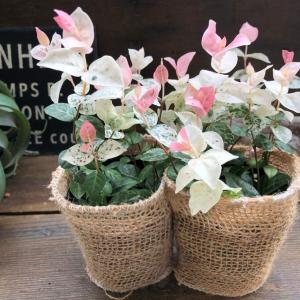 2個セット 初雪カズラ ピンクと白 寄せ植えに...の詳細画像1