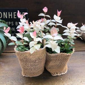 2個セット 初雪カズラ ピンクと白 寄せ植えに...の詳細画像2