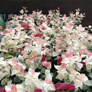 2個セット 初雪カズラ ピンクと白 寄せ植えに...の詳細画像3