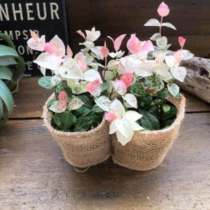 2個セット 初雪カズラ ピンクと白 寄せ植えに...の詳細画像4