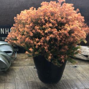 ワンダエ ドワーフ アンド カーリング P.wandae 'Dwarf & Curling' TC