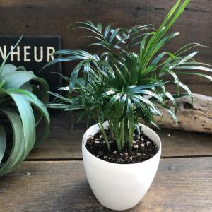 テーブルヤシ エレガンス 選べる鉢カラー ボタニーポット 観葉植物