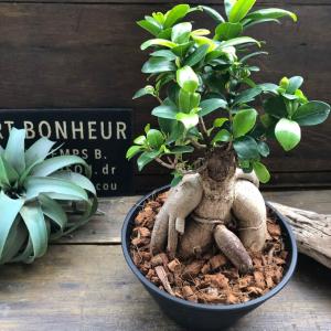 大サイズ　ガジュマル 立派 7号浅鉢 精霊が宿る木 観葉植物 インテリア