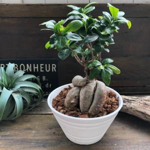 大サイズ ガジュマル 立派 7号浅鉢 精霊が宿...の詳細画像1