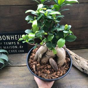 大サイズ ガジュマル 立派 7号浅鉢 精霊が宿...の詳細画像2