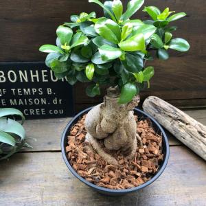 大サイズ ガジュマル 立派 7号浅鉢 精霊が宿...の詳細画像3