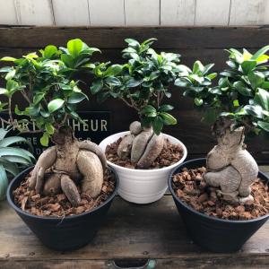 大サイズ ガジュマル 立派 7号浅鉢 精霊が宿...の詳細画像4