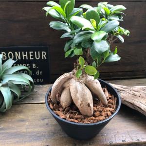 大サイズ ガジュマル 立派 7号浅鉢 精霊が宿...の詳細画像5