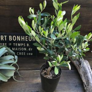 おしゃれ 観葉植物：オリーブの木 ピクアル 7号*現品4 SOUJU 創樹 そう