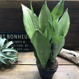 ムーンシャイン 超希少 サンスベリア 観葉植物...の詳細画像1