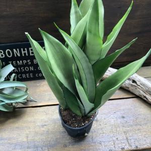 ムーンシャイン 超希少 サンスベリア 観葉植物...の詳細画像2