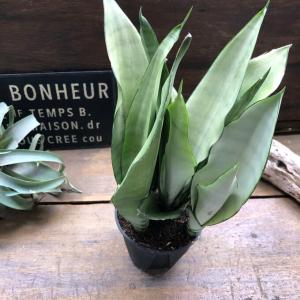 ムーンシャイン 超希少 サンスベリア 観葉植物...の詳細画像3