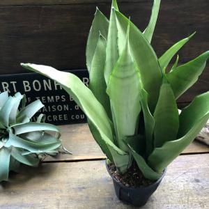 ムーンシャイン 超希少 サンスベリア 観葉植物...の詳細画像4