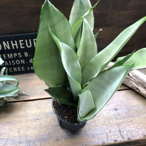 ムーンシャイン 超希少 サンスベリア 観葉植物...の詳細画像5