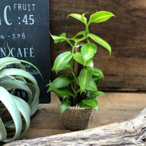 へご仕立て バニラの木 甘くなる香りのもと つ...の詳細画像2