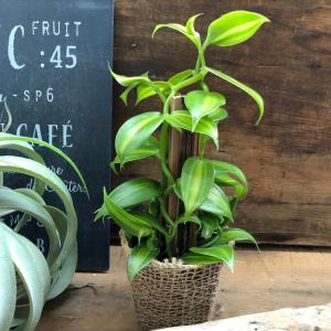 へご仕立て バニラの木 甘くなる香りのもと つ...の詳細画像3