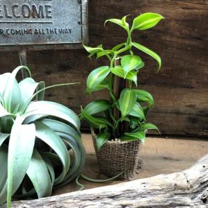 へご仕立て バニラの木 甘くなる香りのもと つ...の詳細画像4