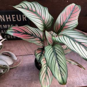 ドラセナ ゴールディアナ 5号 園芸ネット本店｜ドラセナ：ゴル