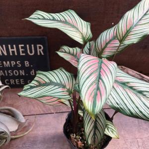 ホワイトスター カラテア 美しい 観葉植物 イ...の詳細画像1